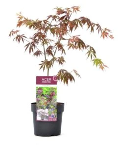 Japanse Esdoorn (Acer Palmatum 'Trompenburg') -Directplant Winkel wep 2333trompenburg 1