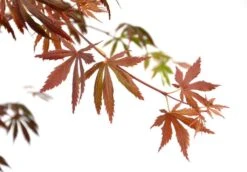 Japanse Esdoorn (Acer Palmatum 'Trompenburg') -Directplant Winkel wep 2336trompenburg