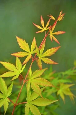 Japanse Esdoorn (Acer Palmatum 'Sangokaku') -Directplant Winkel wep 5072 sangokaku 1
