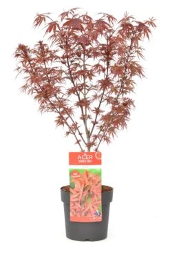 Japanse Esdoorn (Acer Palmatum 'Shaina') 14 Japanse Esdoorn (Acer Palmatum 'Shaina') -Directplant Winkel wep 8772