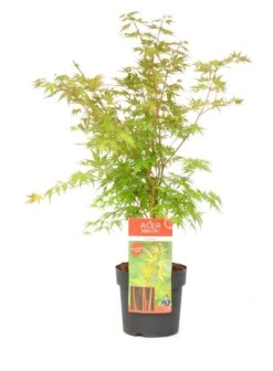 Japanse Esdoorn (Acer Palmatum 'Sangokaku') -Directplant Winkel wep 8839sangokaku 1