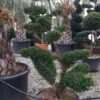 Taxus Als Bonsai (Taxus Baccata) -Directplant Winkel whatsapp image 2021 10 04 at 11.54.17