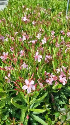 Roze Oleander (Nerium Oleander) -Directplant Winkel whatsapp image 2022 06 09 at 10.59.18 am 2