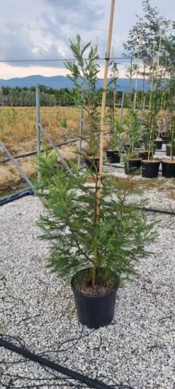 Mimosa (Acacia Dealbata) -Directplant Winkel whatsapp image 2023 05 24 at 20.41.02