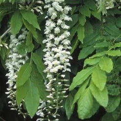 Japanse Blauwe Regen, Wit (Wisteria Floribunda 'Alba') -Directplant Winkel wifalba 12
