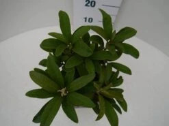 Rhododendron (Rhododendron 'Wilgen's Ruby') -Directplant Winkel wilgens ruby c2 boven 3