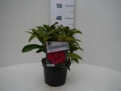 Rhododendron (Rhododendron 'Wilgen's Ruby') -Directplant Winkel wilgens ruby c2 voor 2