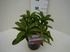 Rhododendron (Rhododendron 'Wilgen's Ruby') -Directplant Winkel wilgens ruby c2 zij 3
