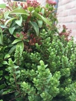 Winterpakket -Directplant Winkel winter img 9632 1