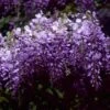 Blauwe Regen (Wisteria Sinensis 'Prolific') -Directplant Winkel wisproli 13