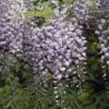 Japanse Blauwe Regen (Wisteria Floribunda 'Issai-naga') -Directplant Winkel wisteria issainagav01b