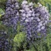 Japanse Blauwe Regen (Wisteria Floribunda 'Macrobotrys') -Directplant Winkel wisteria macrobotrysv01b 2