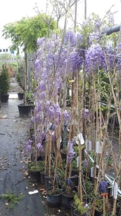 Blauwe Regen (Wisteria Sinensis 'Prolific') -Directplant Winkel wisteria 1 2