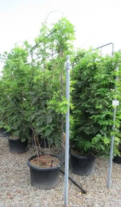 Blauwe Regen Als Leivorm (Wisteria Brachybotrys 'Yokohama Fuji') -Directplant Winkel wisteria 110x180 leivorm 2