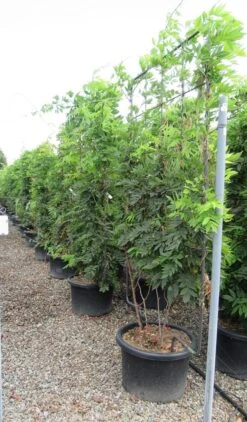 Blauwe Regen Als Leivorm (Wisteria Brachybotrys 'Yokohama Fuji') -Directplant Winkel wisteria 110x180 leivorm 2 1