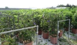 Blauwe Regen Als Leivorm (Wisteria Brachybotrys 'Yokohama Fuji') -Directplant Winkel wisteria 52x110 leivorm 2 1