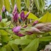 Blauwe Regen Op Stam (Wisteria Sinensis 'Rose') -Directplant Winkel wisteria bloem