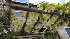 Japanse Blauwe Regen, Wit (Wisteria Floribunda 'Alba') -Directplant Winkel wisteria f. alba