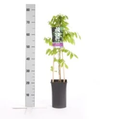 Japanse Blauwe Regen, Wit (Wisteria Floribunda 'Alba') -Directplant Winkel wisteria floribunda alba 1