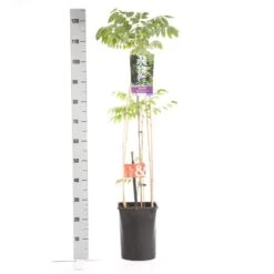 Japanse Blauwe Regen, Wit (Wisteria Floribunda 'Alba') -Directplant Winkel wisteria floribunda alba 1.00 1.25