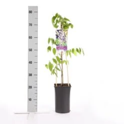 Blauwe Regen, Roze (Wisteria Floribunda 'Rosea') -Directplant Winkel wisteria floribunda rosea