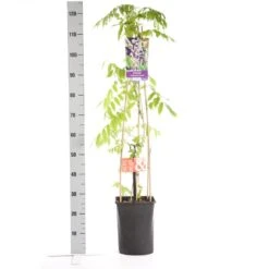 Blauwe Regen, Roze (Wisteria Floribunda 'Rosea') -Directplant Winkel wisteria floribunda rosea 1.00 1.25