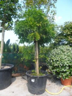 Blauwe Regen, Roze (Wisteria Floribunda 'Rosea') -Directplant Winkel wisteria floribunda rosea oude stam