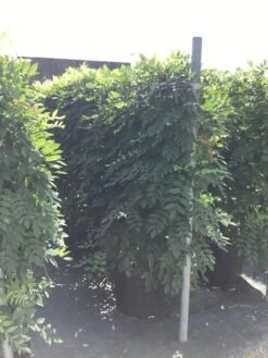 Blauwe Regen Als Leivorm (Wisteria Brachybotrys 'Yokohama Fuji') -Directplant Winkel wisteria lage leivorm 2 2