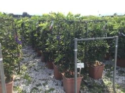 Blauwe Regen Als Leivorm (Wisteria Brachybotrys 'Yokohama Fuji') -Directplant Winkel wisteria lage leivorm c18