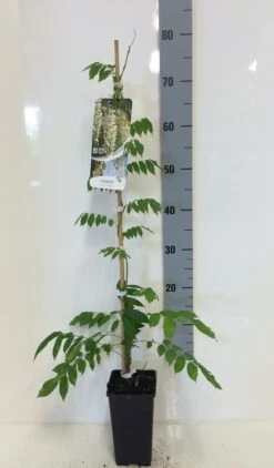 Japanse Blauwe Regen, Wit (Wisteria Floribunda 'Alba') -Directplant Winkel wisteria sin. alba 80 100 c2 1