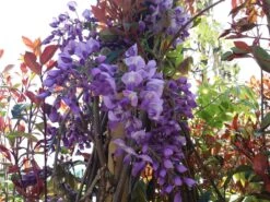 Blauwe Regen (Wisteria Sinensis 'Prolific') -Directplant Winkel wisteria sin. prolific 2