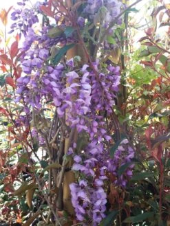 Blauwe Regen (Wisteria Sinensis 'Prolific') -Directplant Winkel wisteria sin. prolific 3 2