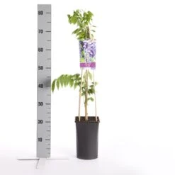 Blauwe Regen (Wisteria Sinensis) 13 Blauwe Regen (Wisteria Sinensis) -Directplant Winkel wisteria sinensis