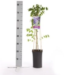 Blauwe Regen (Wisteria Sinensis 'Prolific') -Directplant Winkel wisteria sinensis prolific