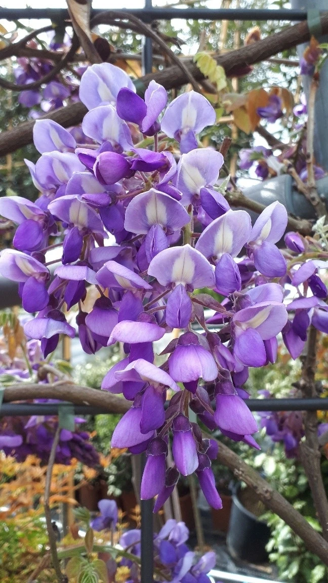 Blauwe Regen Als Dakboom (Wisteria Brachybotrys 'Yokohama Fuji') 4 Blauwe Regen Als Dakboom (Wisteria Brachybotrys 'Yokohama Fuji') - Afbeelding 2