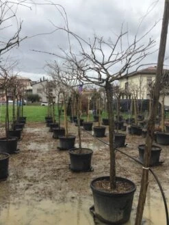 Blauweregen Als Boom (Wisteria Floribunda 'Black Dragon') -Directplant Winkel wisteriablackdragonboom01