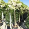 Blauweregen Als Boom (Wisteria Floribunda 'Snow Showers') -Directplant Winkel wisteriaboomwit01 1