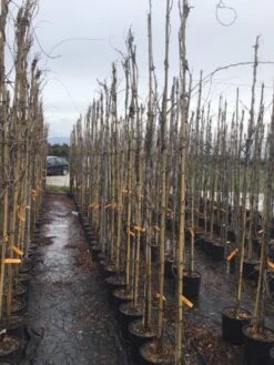 Blauweregen (Wisteria Sinensis 'Caroline') -Directplant Winkel wisteriacaroline01