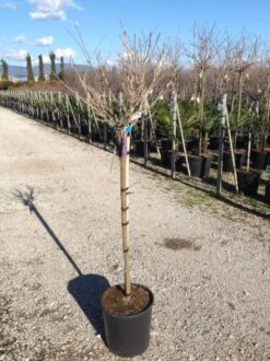 Blauwe Regen Als Halfstam (Wisteria Floribunda 'Issai') -Directplant Winkel wisteriaflorissaihalfstam02