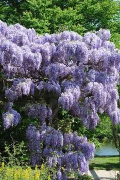 Blauwe Regen (Wisteria Sinensis 'Prolific') -Directplant Winkel wisteriaprolificvi01