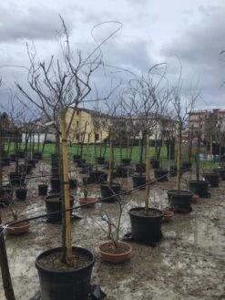 Blauweregen Als Boom (Wisteria Floribunda 'Snow Showers') -Directplant Winkel wisteriasnowshowers01