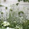 Borderpakket Witte Border -Directplant Winkel witte border moh 0615 6824