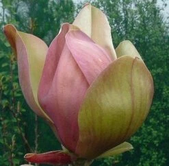 Beverboom (Magnolia Brooklynensis 'Woodsman') -Directplant Winkel woodsman