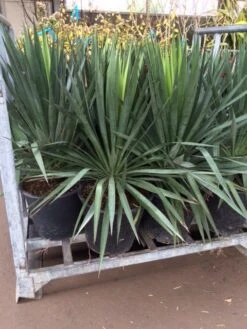 Palmlelie (Yucca Gloriosa) -Directplant Winkel yucca 1 1