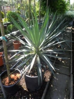 Palmlelie (Yucca Gloriosa) -Directplant Winkel yucca gloriosa 100 125 c50 1 1