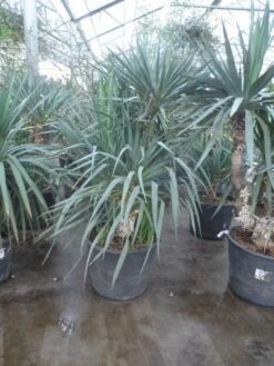 Palmlelie (Yucca Gloriosa) -Directplant Winkel yucca gloriosa 140 160