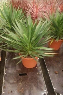 Palmlelie (Yucca Gloriosa) -Directplant Winkel yucca gloriosa 2 1