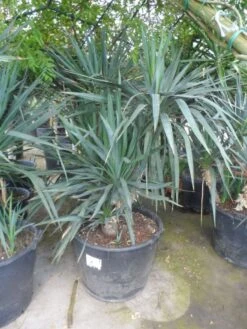 Palmlelie (Yucca Gloriosa) -Directplant Winkel yucca gloriosa boomvorm c130
