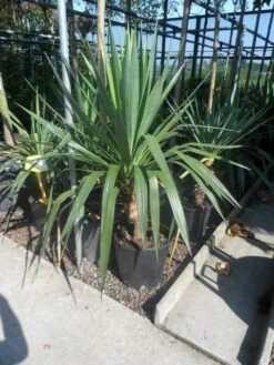 Palmlelie (Yucca Gloriosa) -Directplant Winkel yucca gloriosa c20 60 80 1