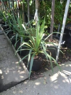 Palmlelie (Yucca Gloriosa) -Directplant Winkel yucca gloriosa c7 10